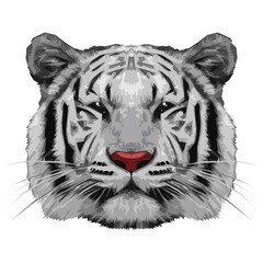 Print illustration - cute white tigre, digital drawing modern triangulation.