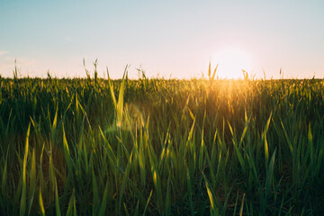 Close Up Young Wheat Shoots In Sunset Sunrise Lights. Countryside Rural Field With Young Wheat Sprouts In Spring Summer Evening. Beauty In Agricultural Field