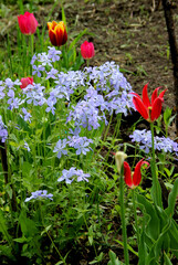 Rare combination of colours on one flower bed.