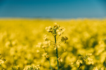 Close Up Of Blossom Of Canola Colza Yellow Flowers Under Blue Sunny Sky. Rapeseed, Oilseed Field Meadow