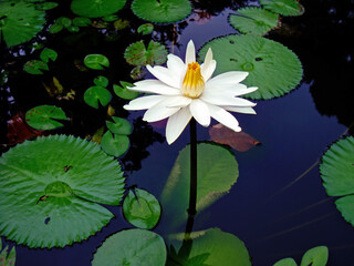 White water lily (Nymphaea alba)