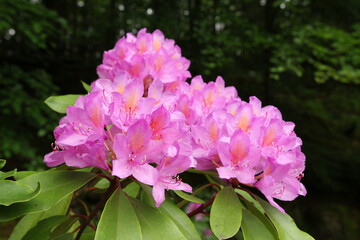 Rhododendron, azalea - Garden - close up on pink flowers
