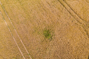 Aerial view of wheat field