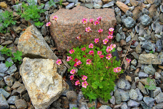 View From Above On A Bunch Of Red Flowers Surrounded By Stones.