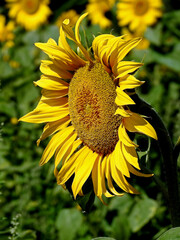 a plant with a yellow inflorescence called sunflower, which is part of flower meadows in the city of Białystok in Podlasie in Poland