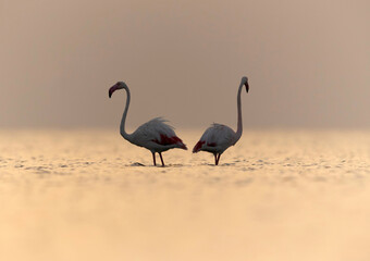 Greater Flamingos  at dawn, Asker coast, Bahrain