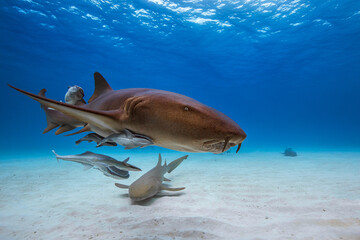 Nurse shark in caribbean sea