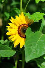 Sonnenblume