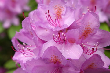 Rhododendron, azalea - Garden - close up on pink flowers