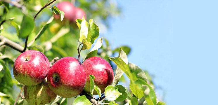 red apples on apple tree with blue sky, banner, header, headline, panorama