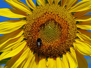 Naklejka premium a plant with a yellow inflorescence called sunflower, which is part of flower meadows in the city of Białystok in Podlasie in Poland