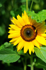 Sonnenblume