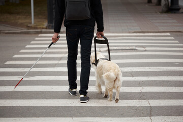 Golden Retriever helps a blind owner cross a pedestrian crossing, man walking with dog in city