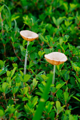 Close-up of fresh mushroom and green grass