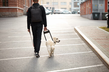 kind golden retriever helps a person to navigate in street, blind man need help while walking