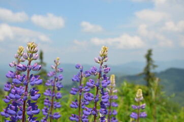 Lavender field with blue sky in the mountains