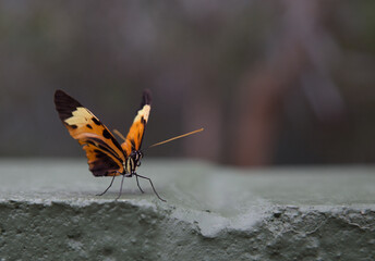 Butterfly on a ledge
