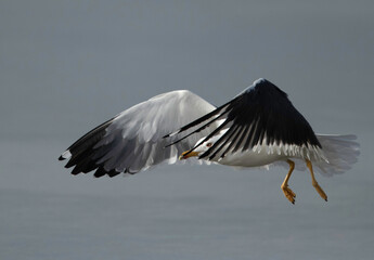 Great Black-backed Gull flying, Bahrain