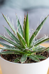 Thread leaf Agave (Agave schidigera Durango Delight) succulent in modern interior house