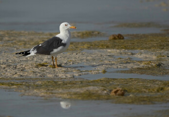 Great Black-backed Gull during low tide, Bahrain