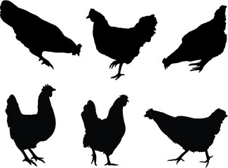 vector silhouettes of chicken