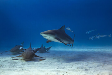 Bull shark in caribbean sea