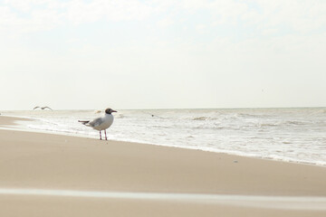 Beautiful sea landscape with seagulls