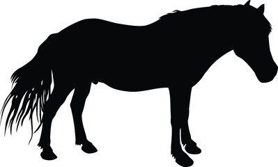 Horse silhouette isolated on white background. Vector illustration