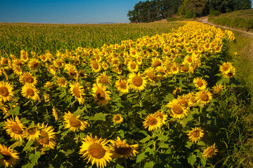 Obraz premium Sunflowers at peak bloom form a colorful border around a corn field.