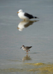 Redshank with backrop Great black-backed gull