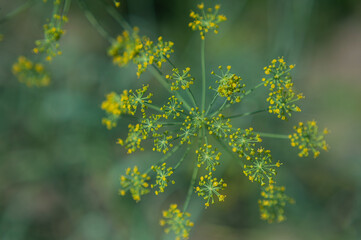  dill inflorescences. homemade dill. dill in the garden. Young dill