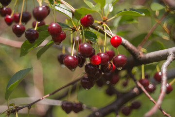 Wiśniowy sad po deszczu. © boguslavus