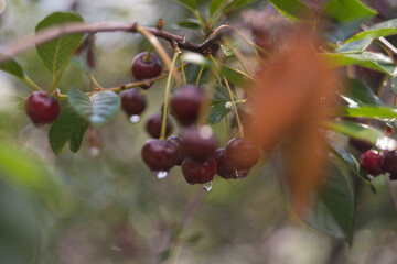 Wiśniowy sad po deszczu.