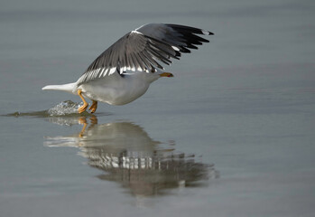 Great Black-backed Gull takeoff, Bahrain