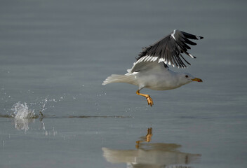 Great Black-backed Gull takeoff with splash of water, Bahrain