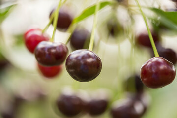 Wiśniowy sad. © boguslavus