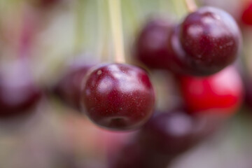 Wiśniowy sad. © boguslavus