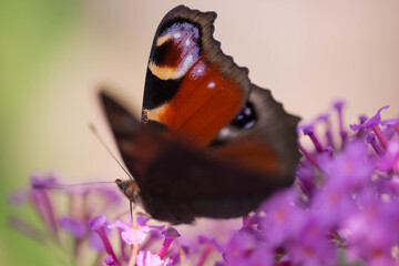 Motyl spijający nektar z kwiatów krzewu Budleja Dawida.