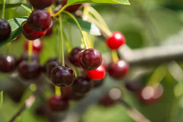 Wiśniowy sad. © boguslavus