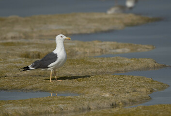 Great Black-backed Gull during low tide at Busaiteen beach, Bahrain