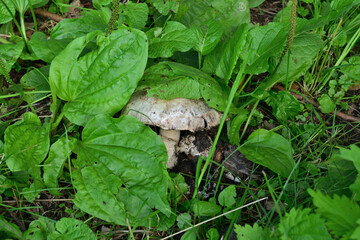 Obraz premium A large white champignon grows on a field in green grass.