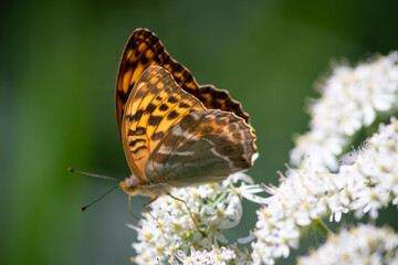 Beautiful summer butterflies on flowers and leaves