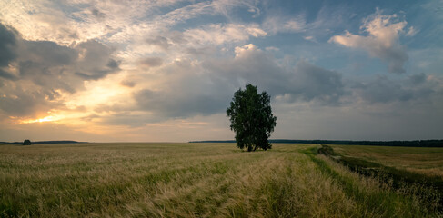 summer panorama of the Ural field at sunset with birch, Russia, Ural