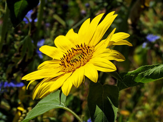 a plant with a yellow inflorescence called sunflower, which is part of flower meadows in the city of Białystok in Podlasie in Poland