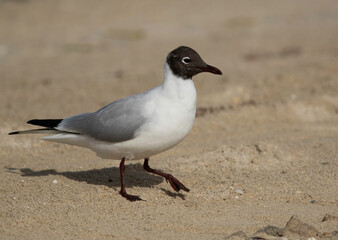 Black-headed gull at Busaiteen coast, Bahrain