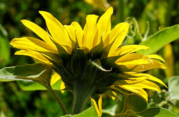 a plant with a yellow inflorescence called sunflower, which is part of flower meadows in the city of Białystok in Podlasie in Poland