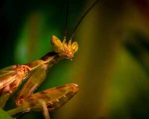 Mantis being sassy