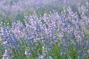 Obraz premium Field of Lavender, Lavandula angustifolia, Lavandula officinalis 