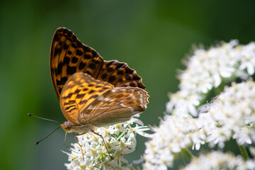 Beautiful summer butterflies on flowers and leaves