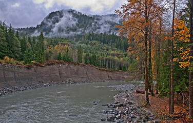 This landscape is a mountain river, Pilchuck river with steep banks, forested evergreen trees, and trees in autumn colors with leaves falling, in a horizontal image.
